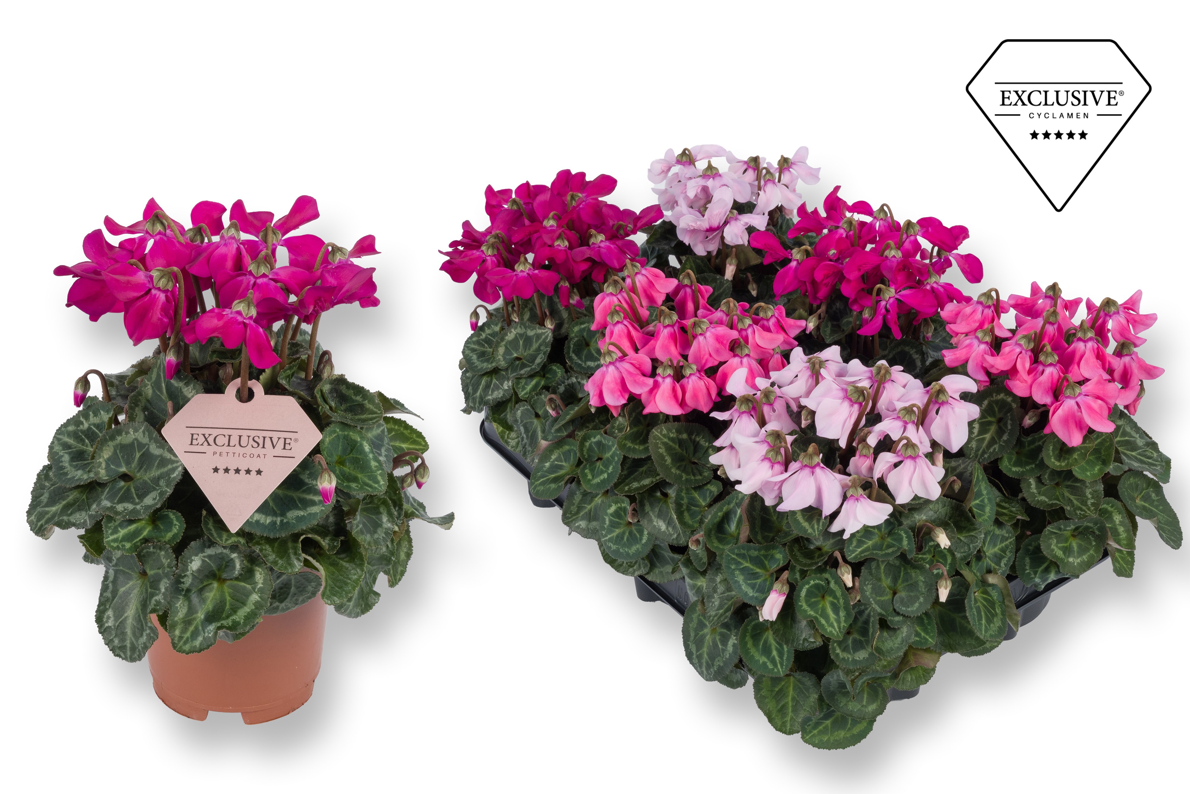 Cyclamen Exclusive® Petticoat Mix, D 10,5