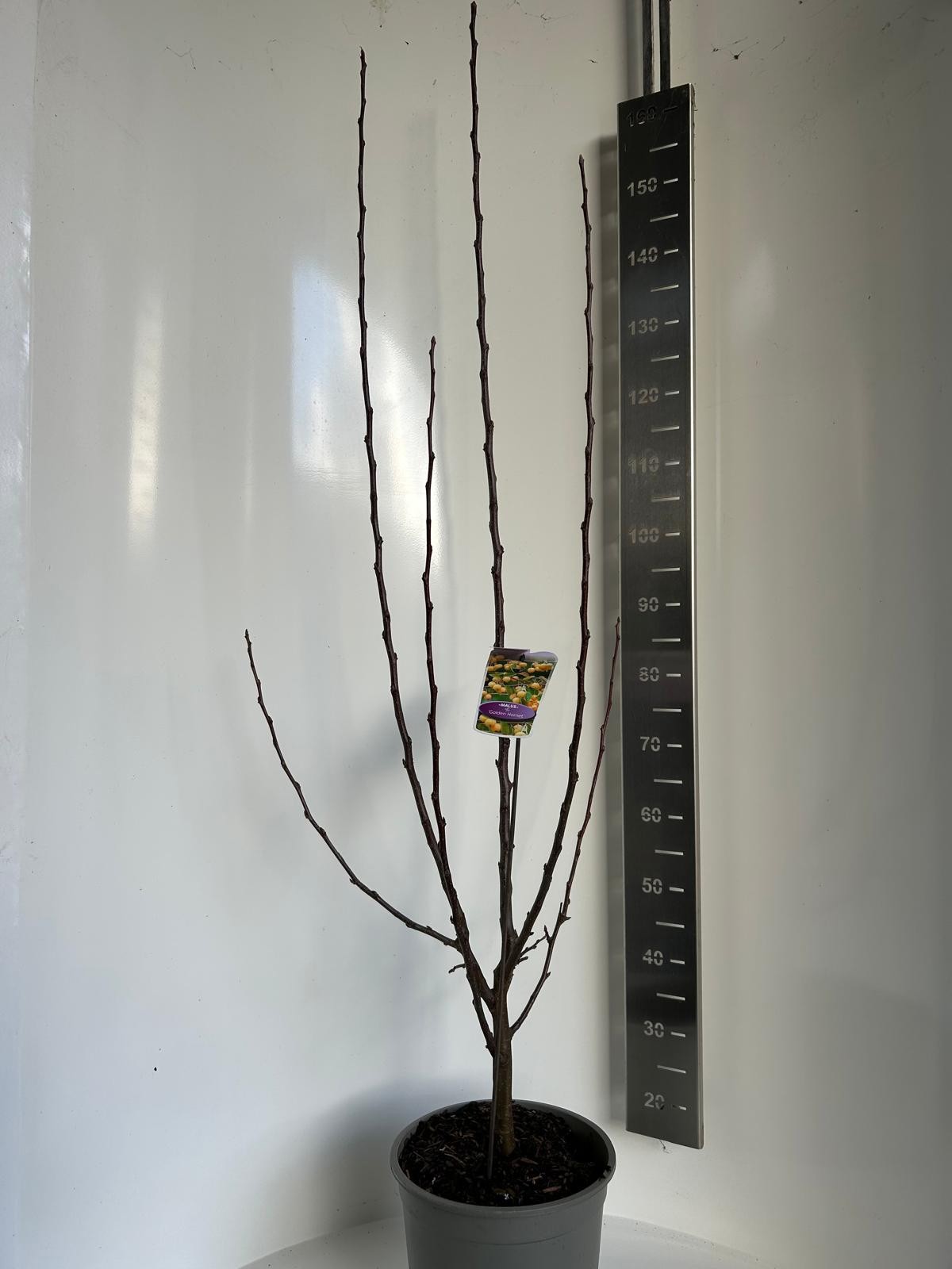 Malus Golden Hornet, D 27