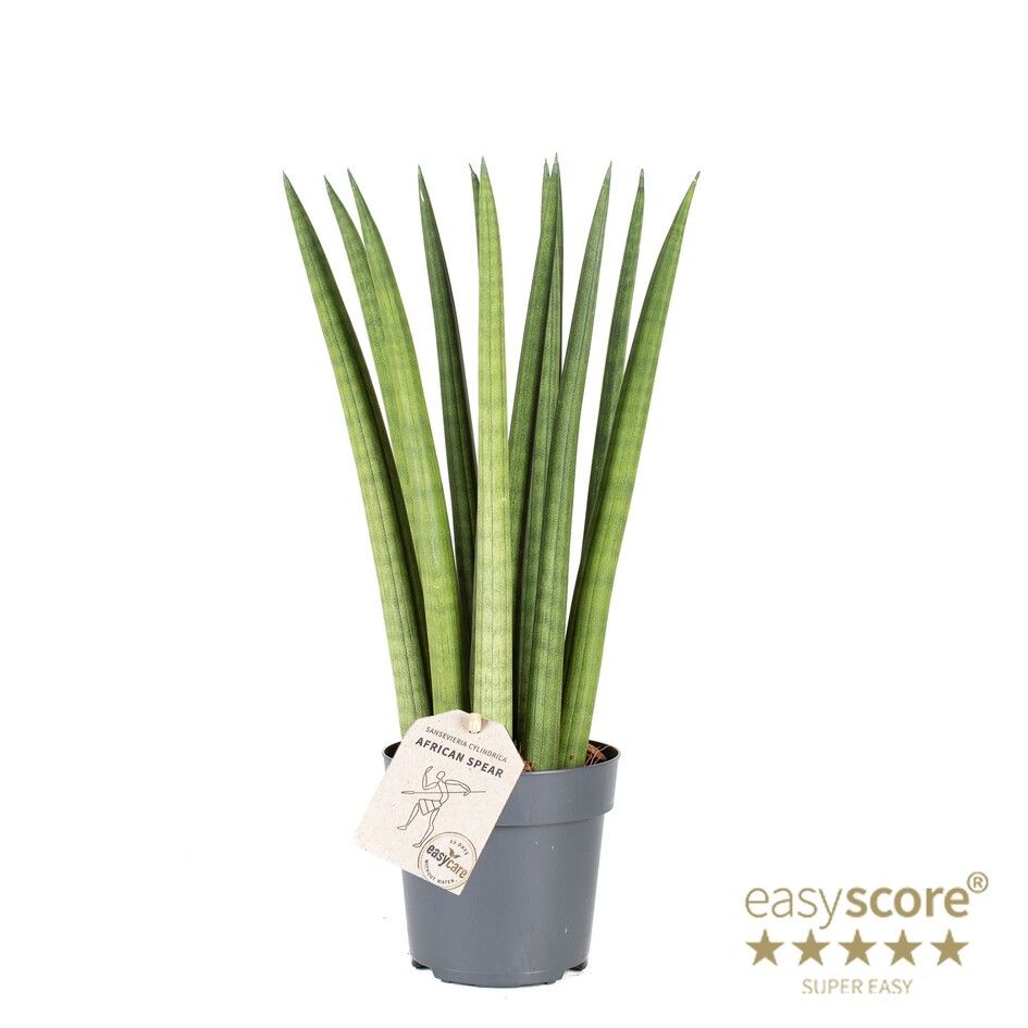 SANSEVIERIA CYLINDRICA 'Straight', D 11