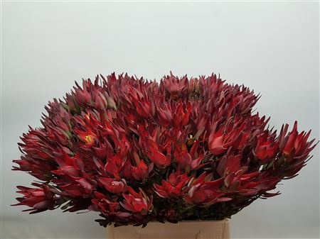 Леукадендрон Блаш 45, шт.