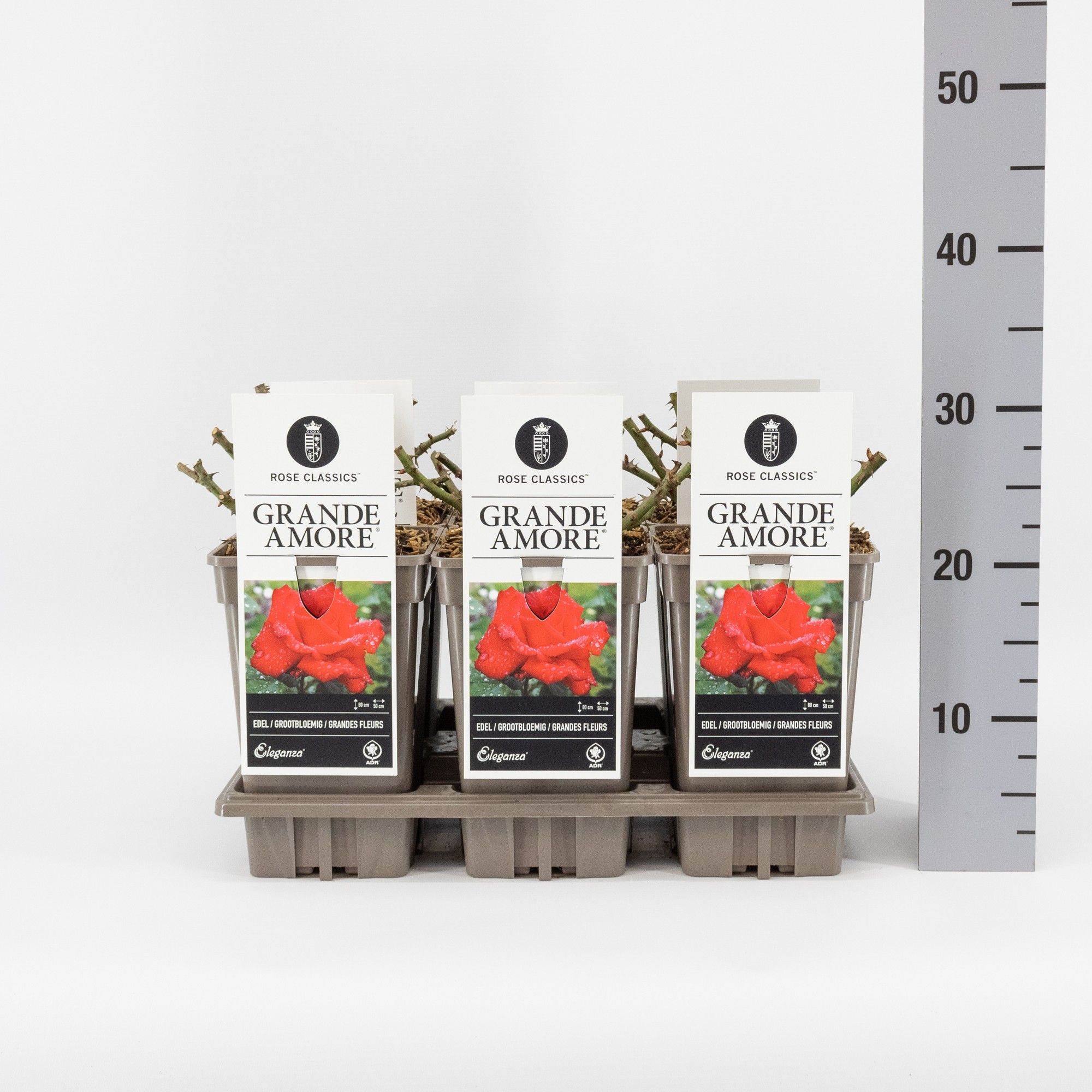 Rosa (TH) Grande Amore ®, C3, D 17