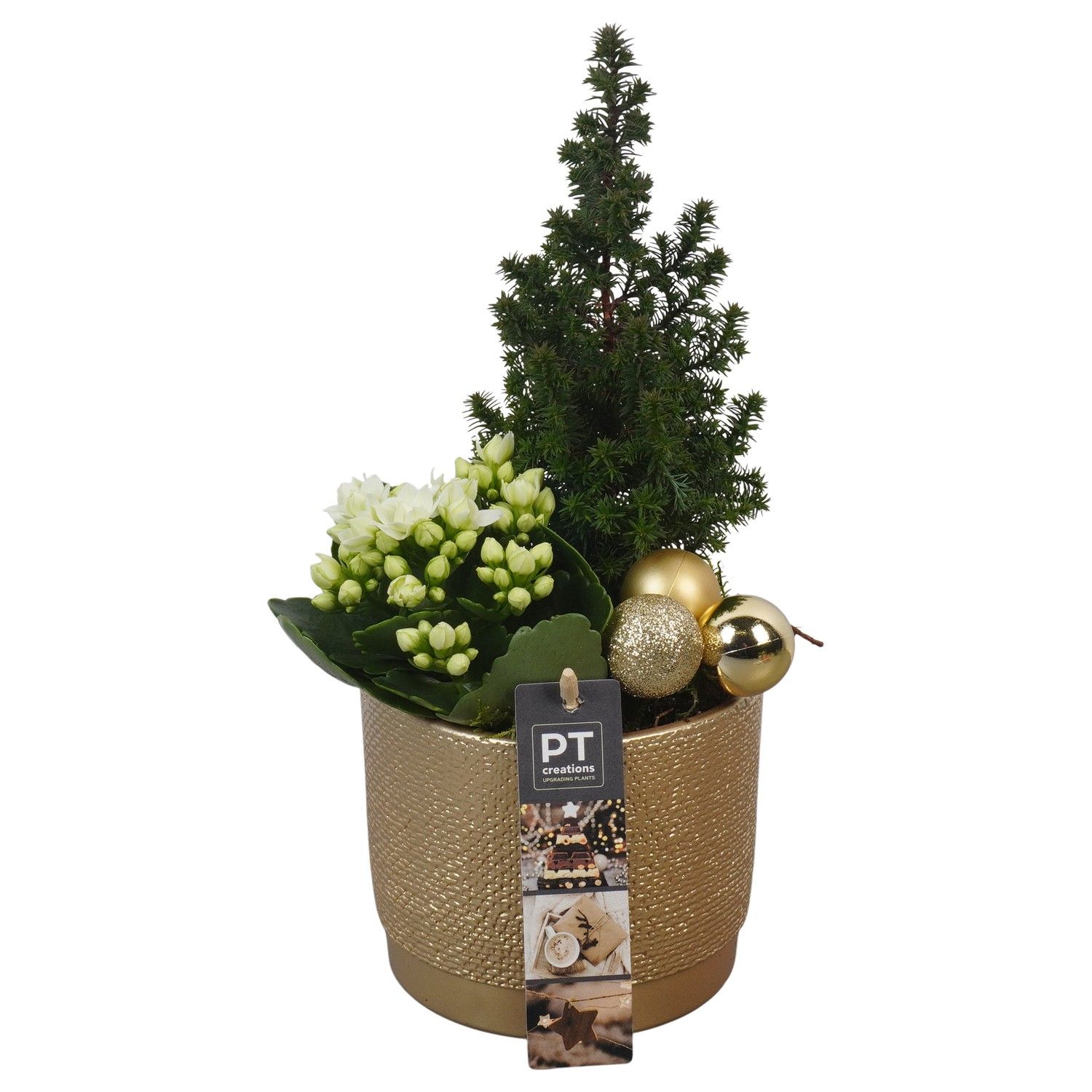 PTCHG5619 Arrangement Christmas Gold in keramiek pot, D 12 cm