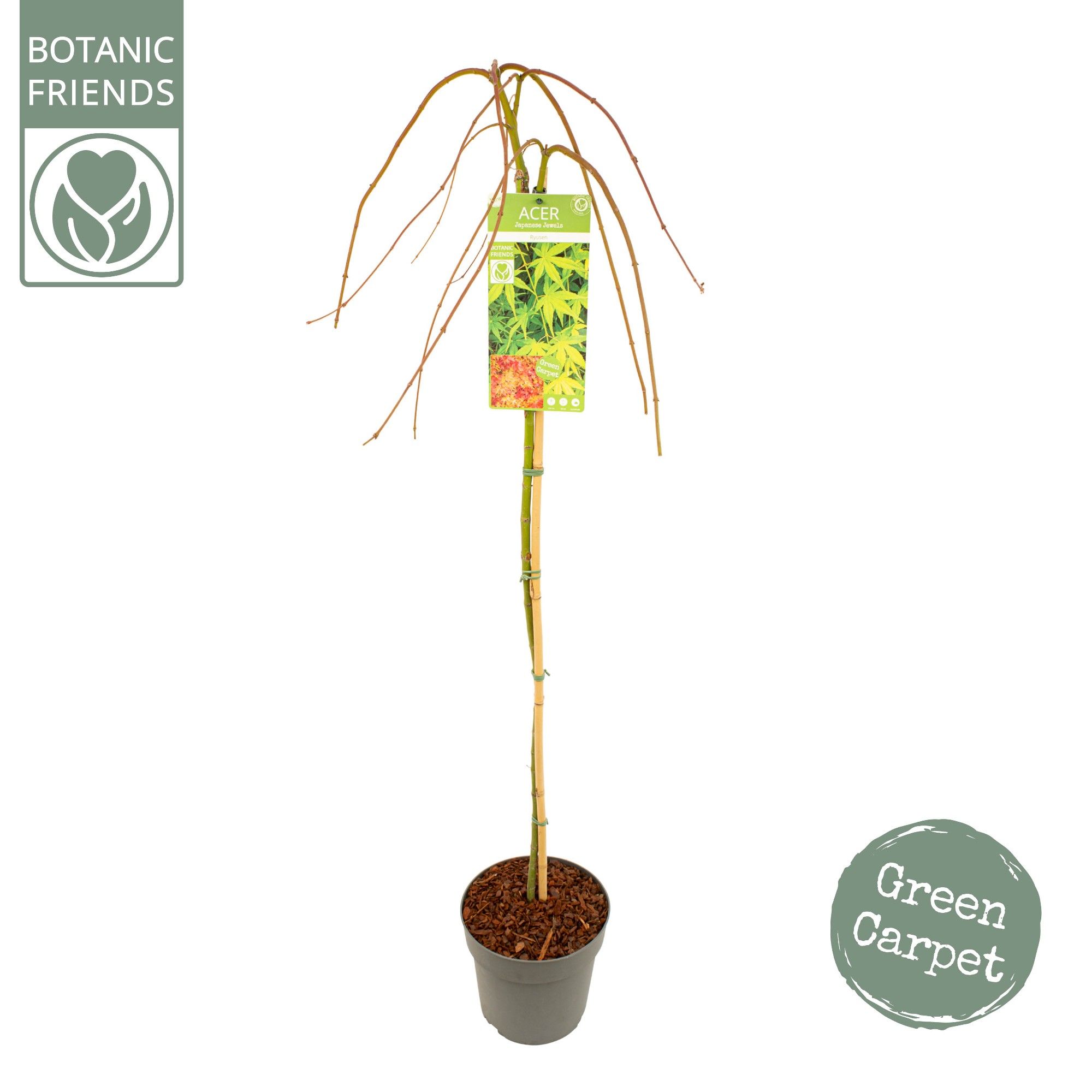 Acer palm. 'Ryusen' ®, D 24