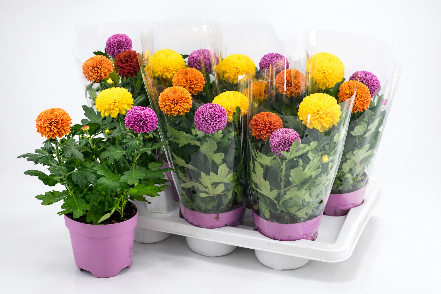 Flowerpops Budget, D 14