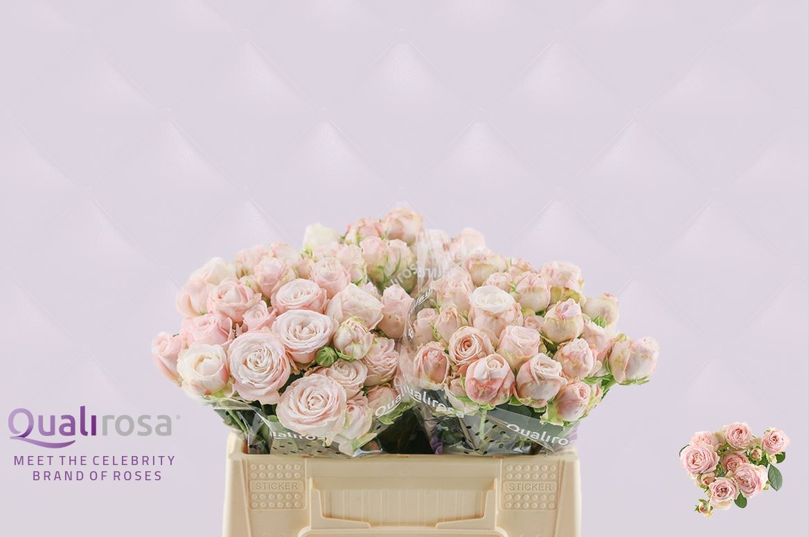 Роза куст. Бомбастик 35, шт. Роза куст. Бомбастик 35, шт.