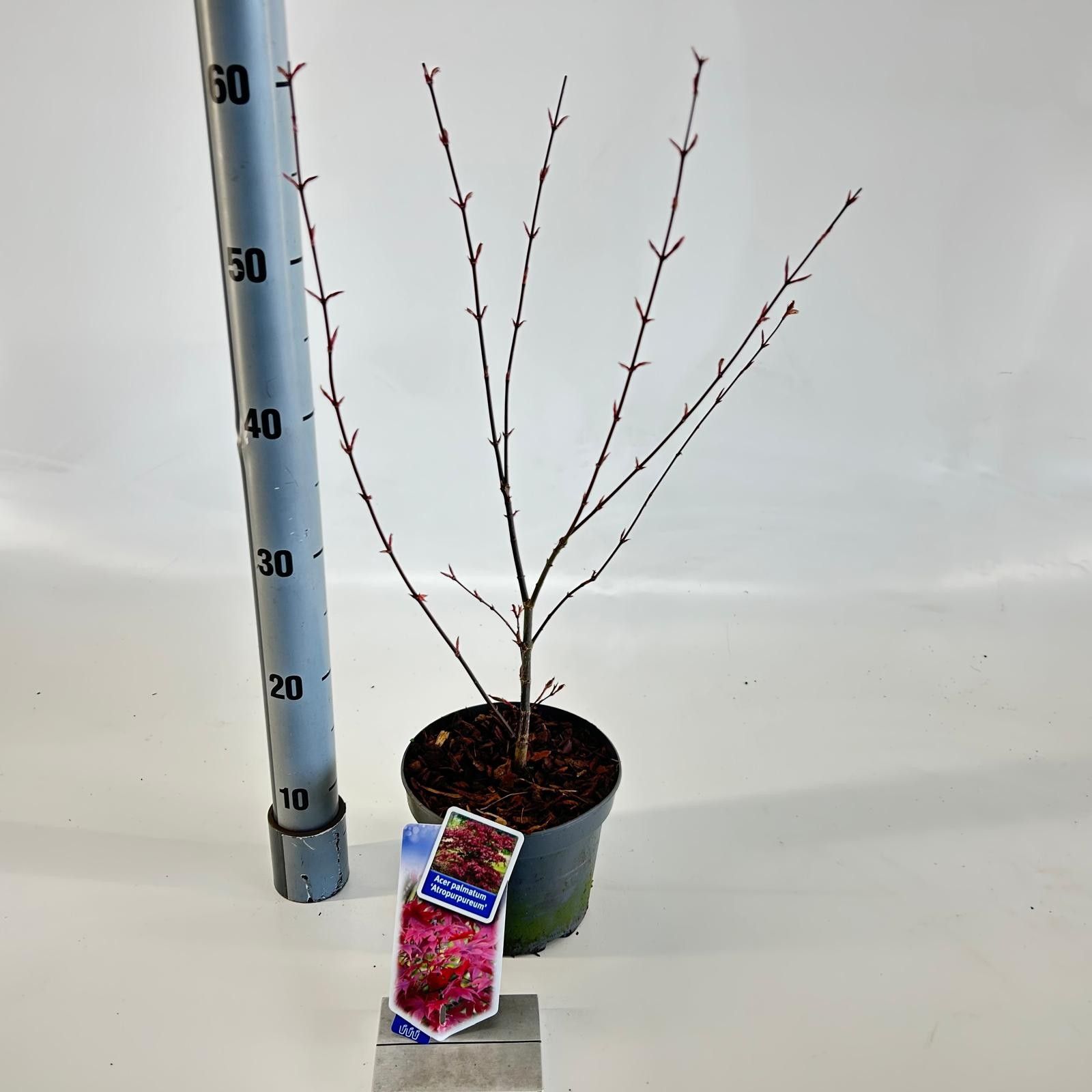 Acer pal. 'Atropurpureum', D 17