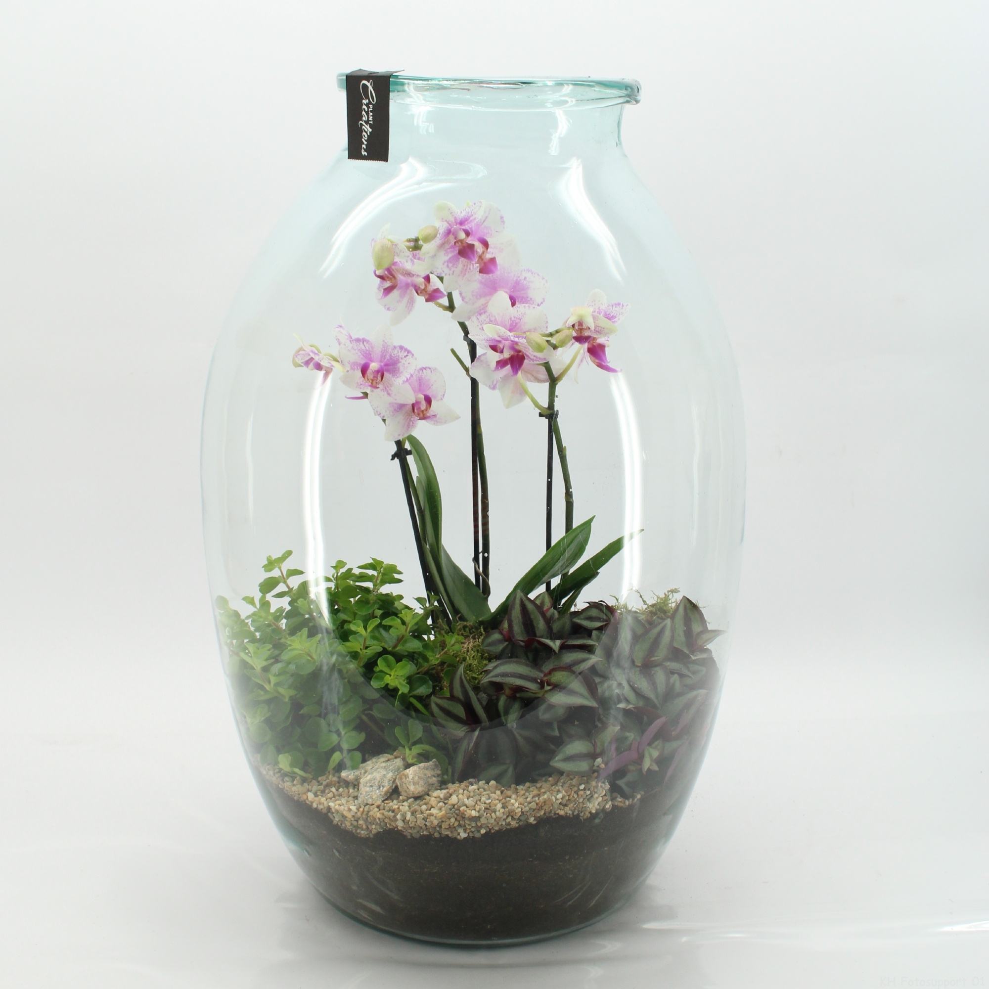 PHAL-2614RZ Phalaenopsis creatie terrarium, D 36