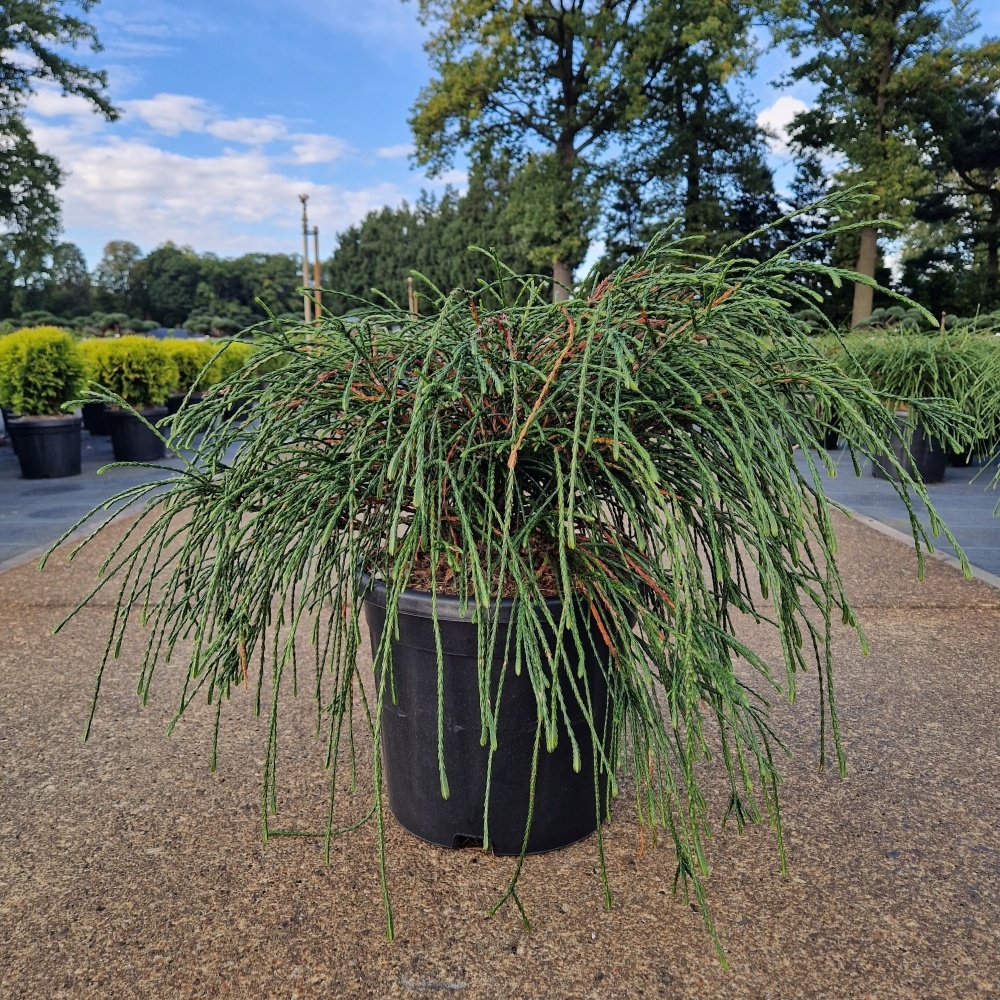 Thuja plicata 'Whipcord', D 28 cm