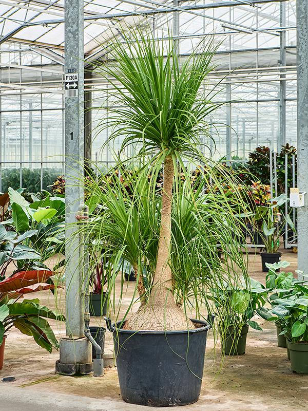 Beaucarnea recurvata 'Nolina', D 60