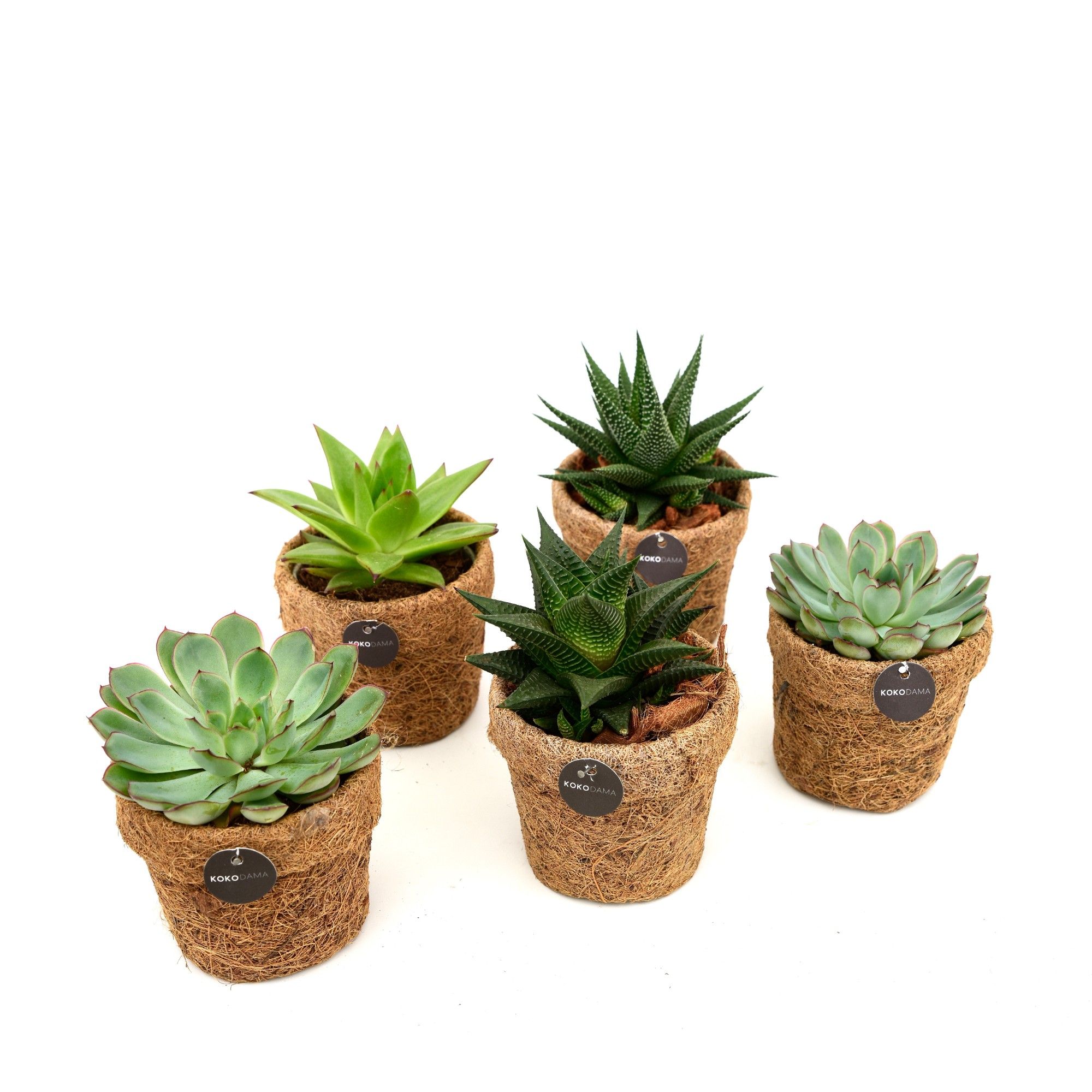 Kokopot 10 cm Succulent mix, D 10