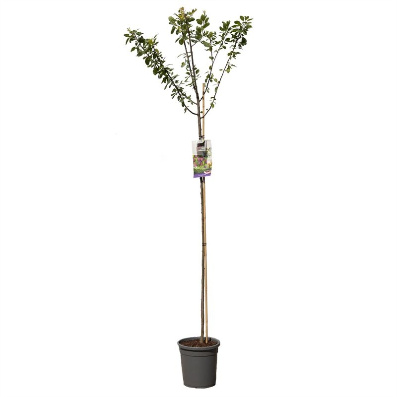 Prunus dom. Opal hoogstam Blauwe pruim, D 31