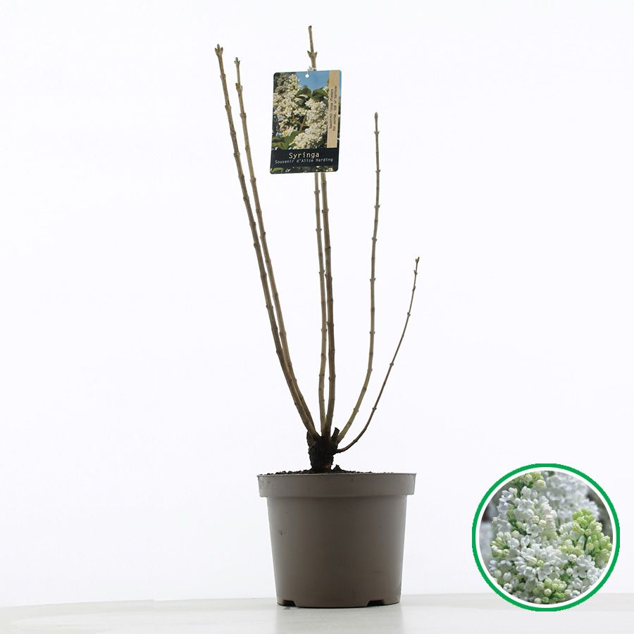Syringa vulgaris 'Souv. d'Alice Harding' C7.5 (26cm.), D 26