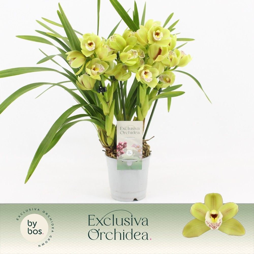 Cymbidium, Wild Anna Compact 4-spike 'Exclusiva Orchidea', D 12