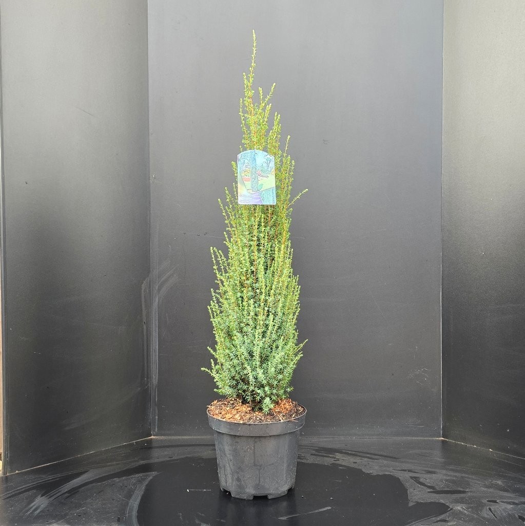 Juniperus communis 'Sentinel', D 26 cm