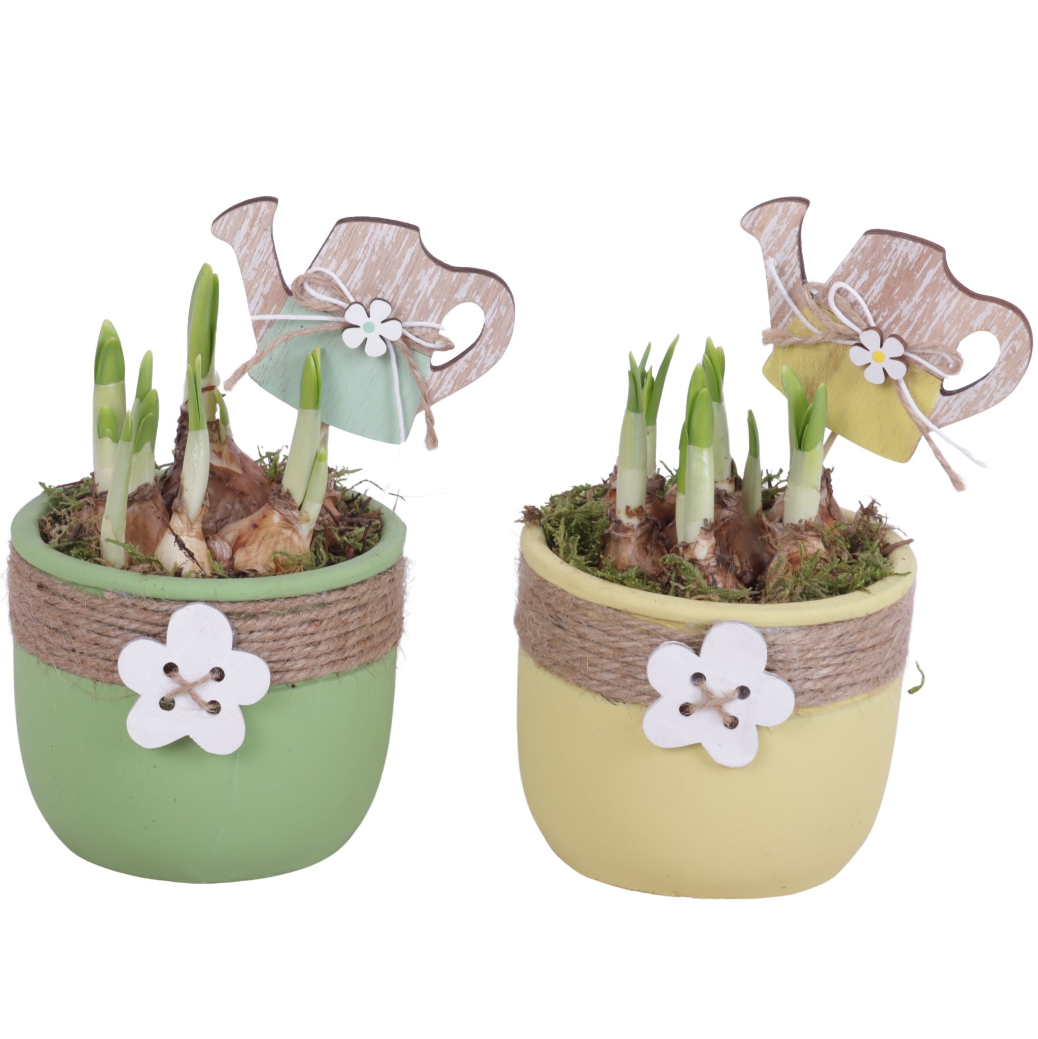 Bulbs Arr. Narcis Ceramic Pot Round Rope Flower Ø11cm, D 11