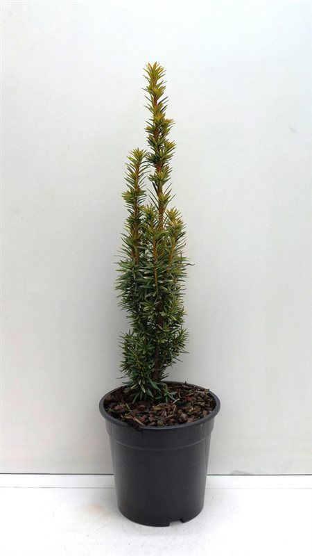 Taxus bacc. 'David', D 19