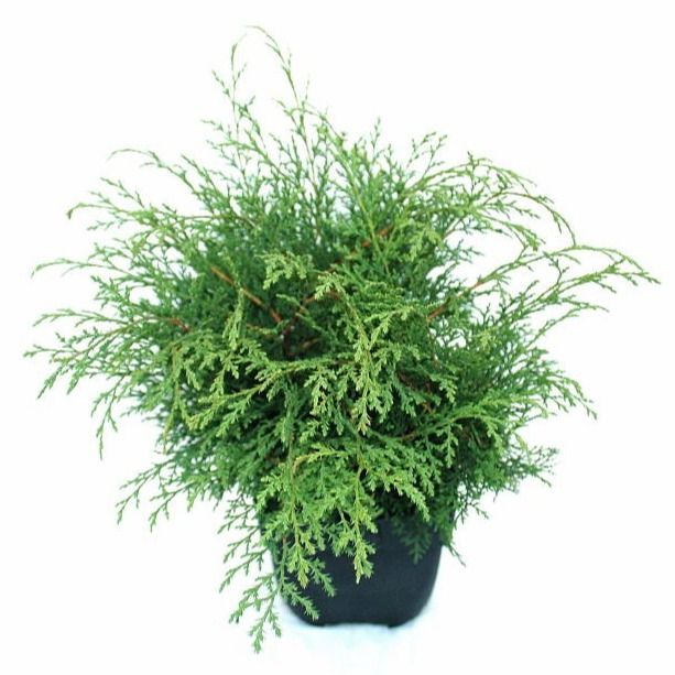 Microbiota decussata P17, D 17