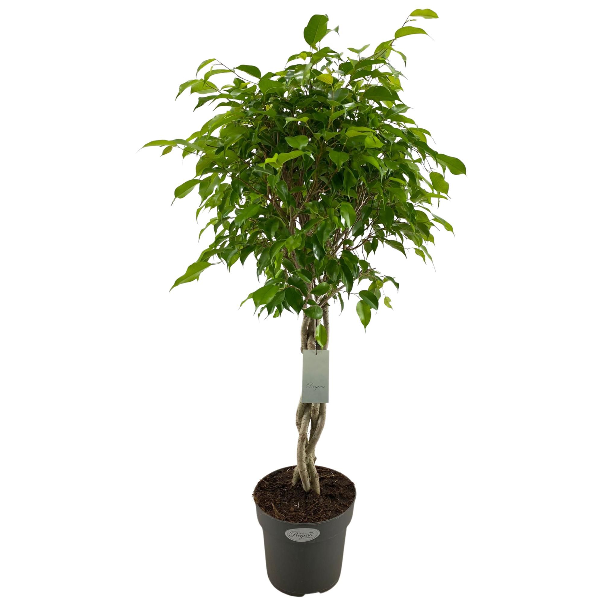 Ficus Benjamina Exotica gevlochten stam p24, D 24 cm