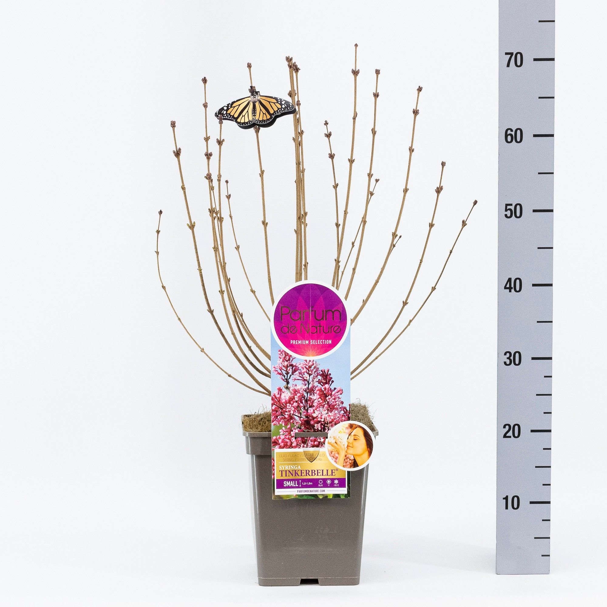 Syringa Tinkerbelle, 'Premium Selection', C5, D 23 cm Syringa Tinkerbelle, 'Premium Selection', C5, D 23 cm