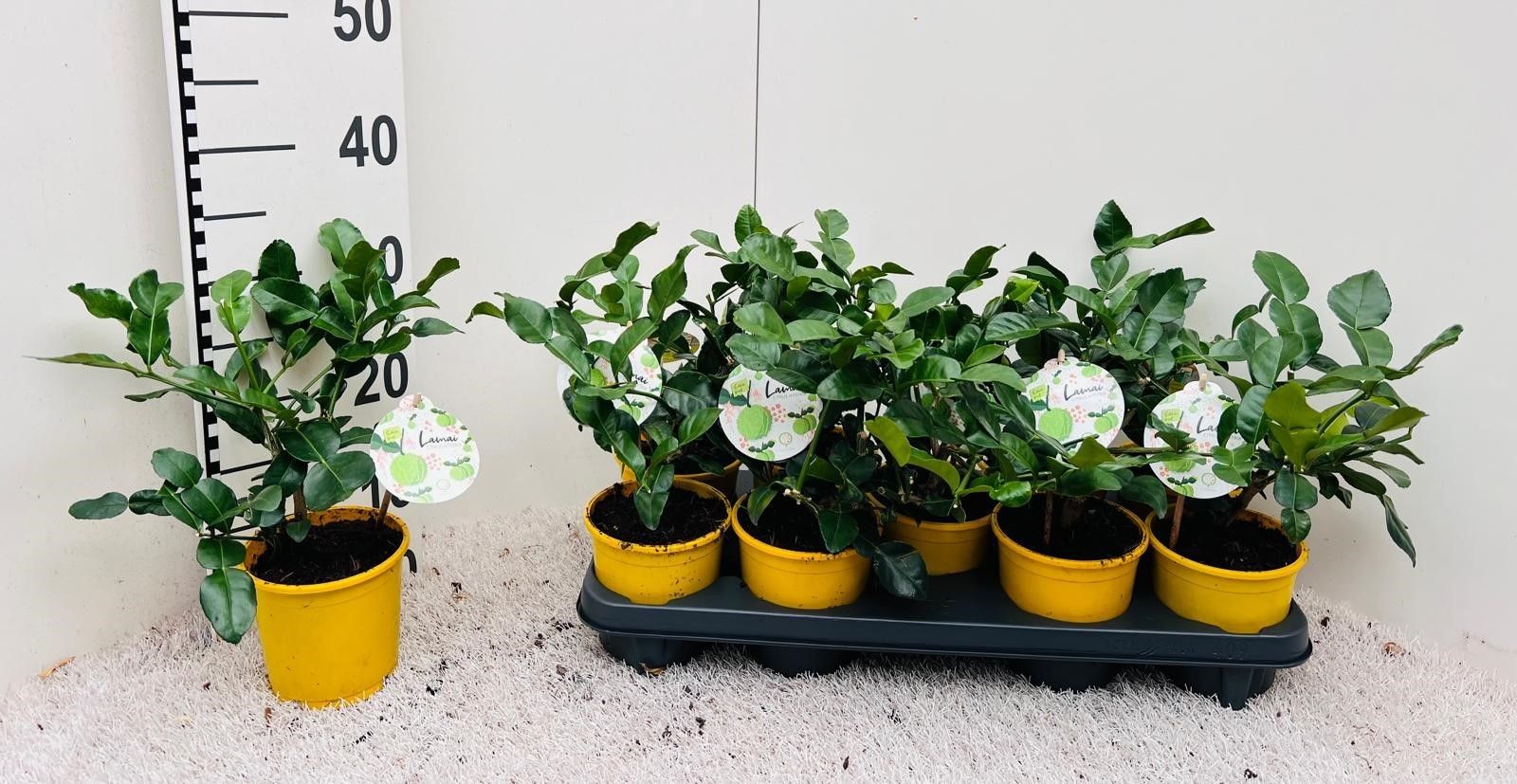 Citrus hystrix ''Kaffir-Lime''(no fruits), D 12 cm