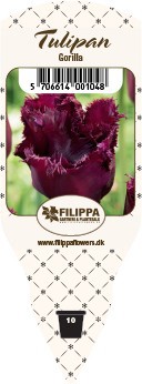 TULIPA FERGANICA 'Gorilla', D 10
