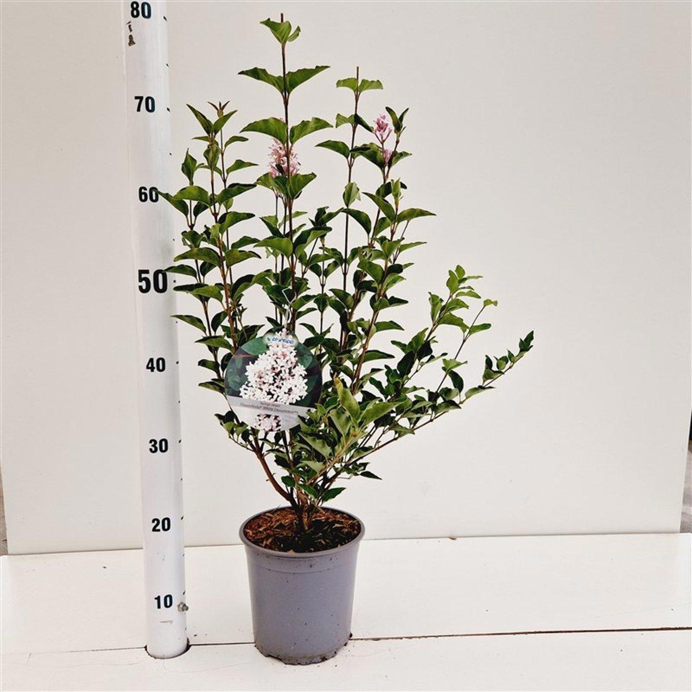 Syringa meyeri Flowerfesta® White ('Anny200810'PBR), D 17 cm