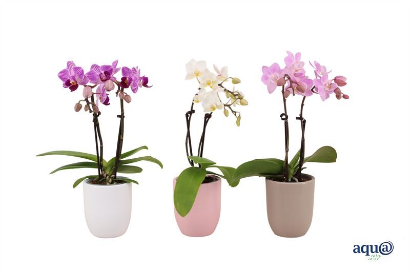 Hugo p06 mix hotel Phal Tiny Dolls mix 2T10+ Aqu@, D 6