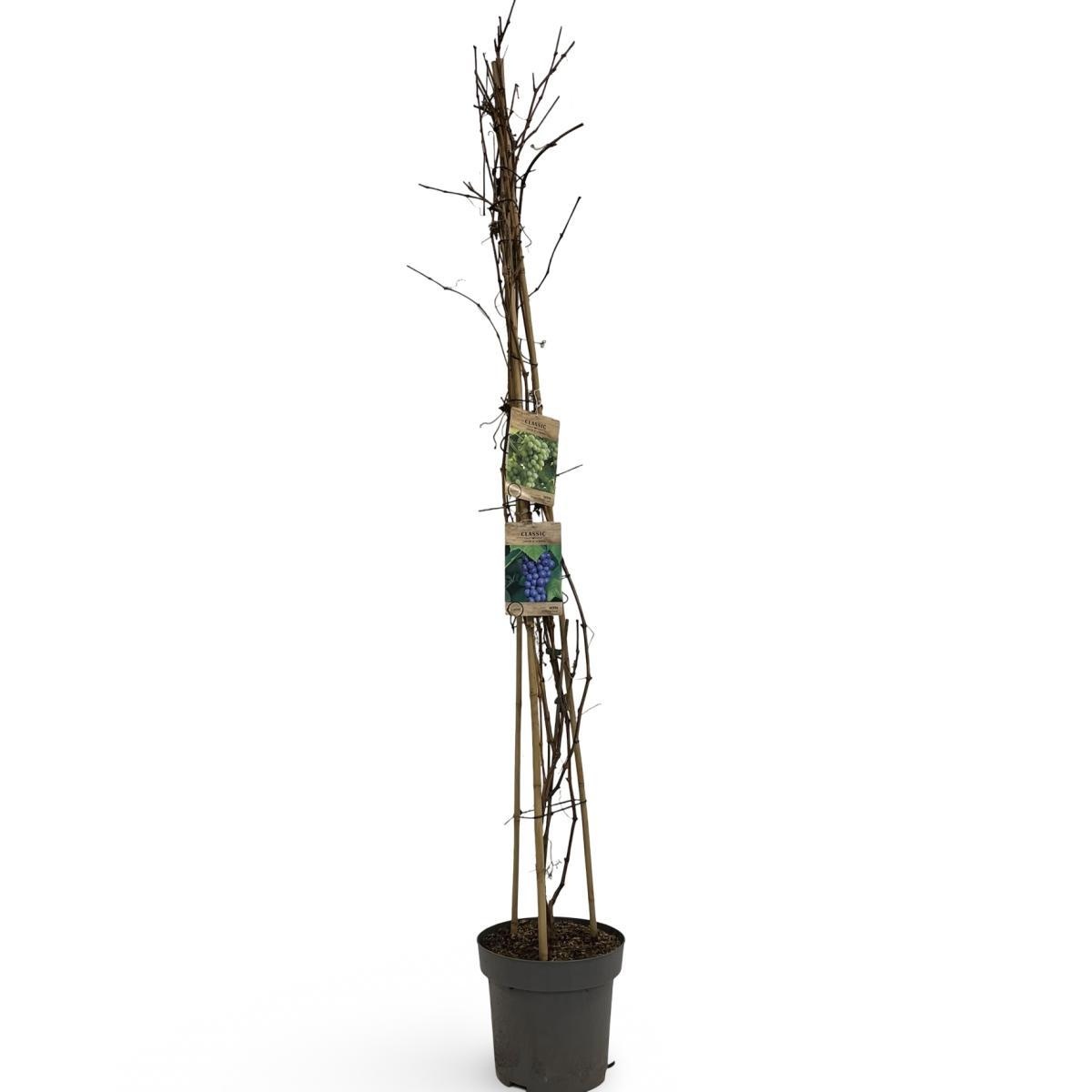 Vitis 'Boskoop Glory', D 32