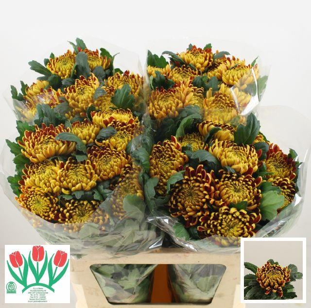 Хризантема од. Фуэго 75, шт.