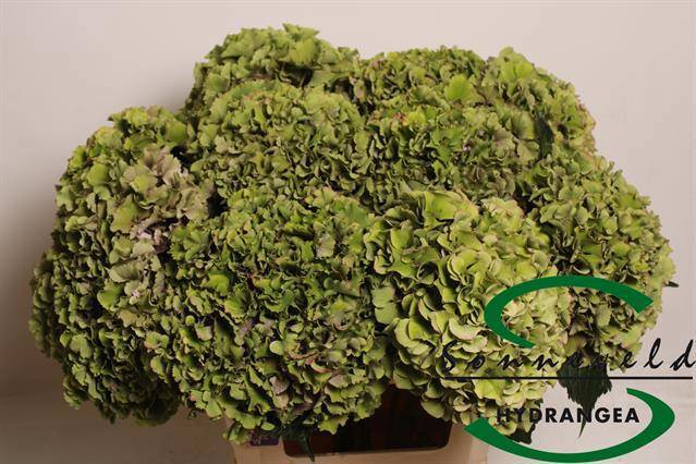 Гортензия Роял Парад Классик 60, шт.