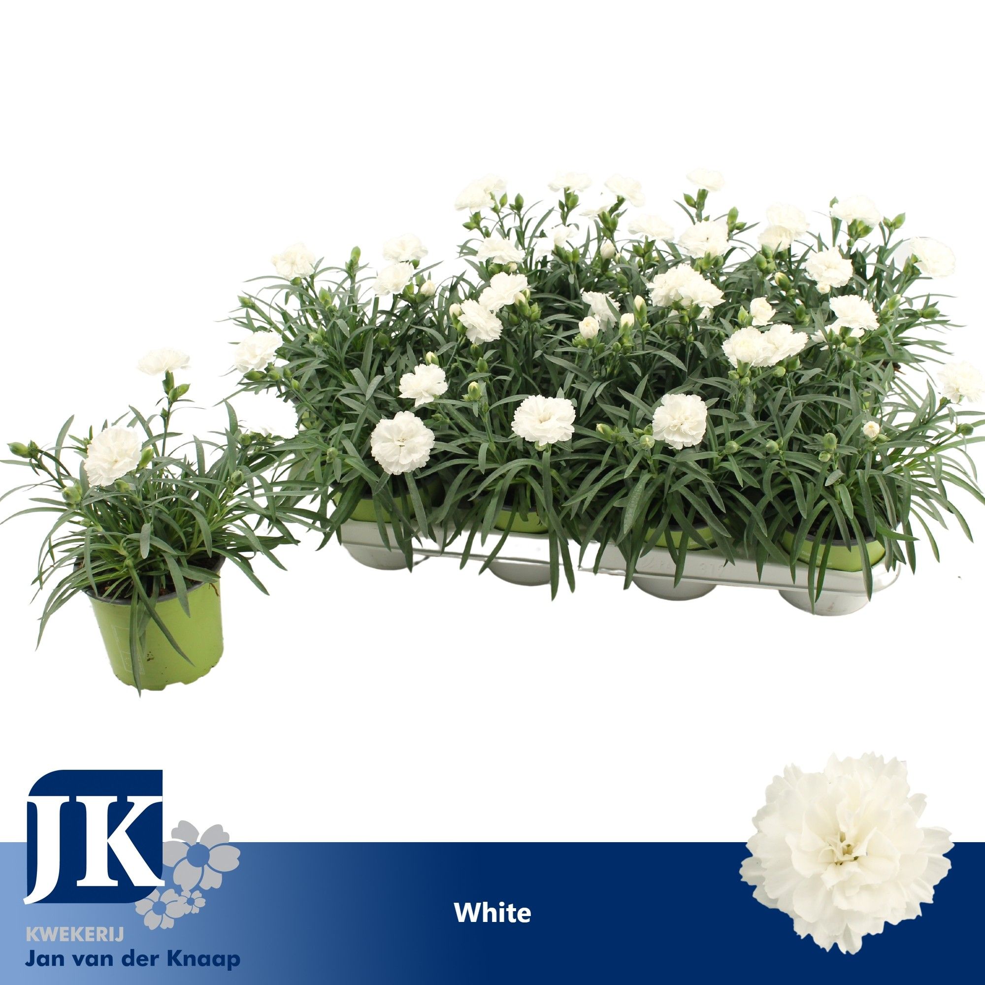Dianthus P12 White TST, D 12