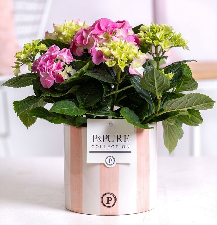 Hydrangea pink in P&PURE Eline 2 ceramics pink, D 10