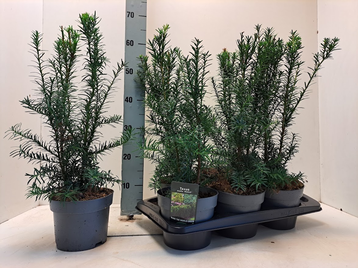 Taxus media 'Hicksii' C2, D 17