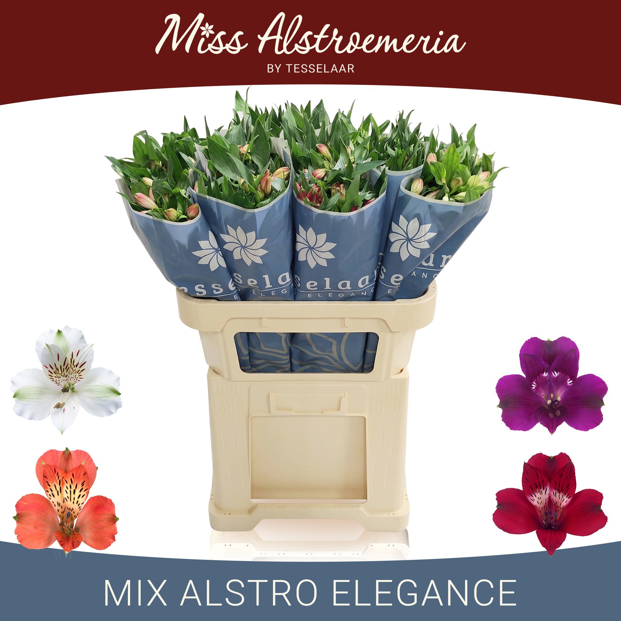 Альстромерия Микс, шт.