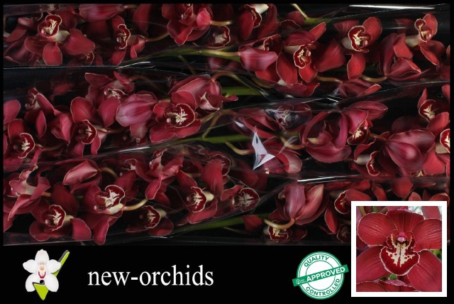 Цимбидиум Флеймфлор x6 80, шт.