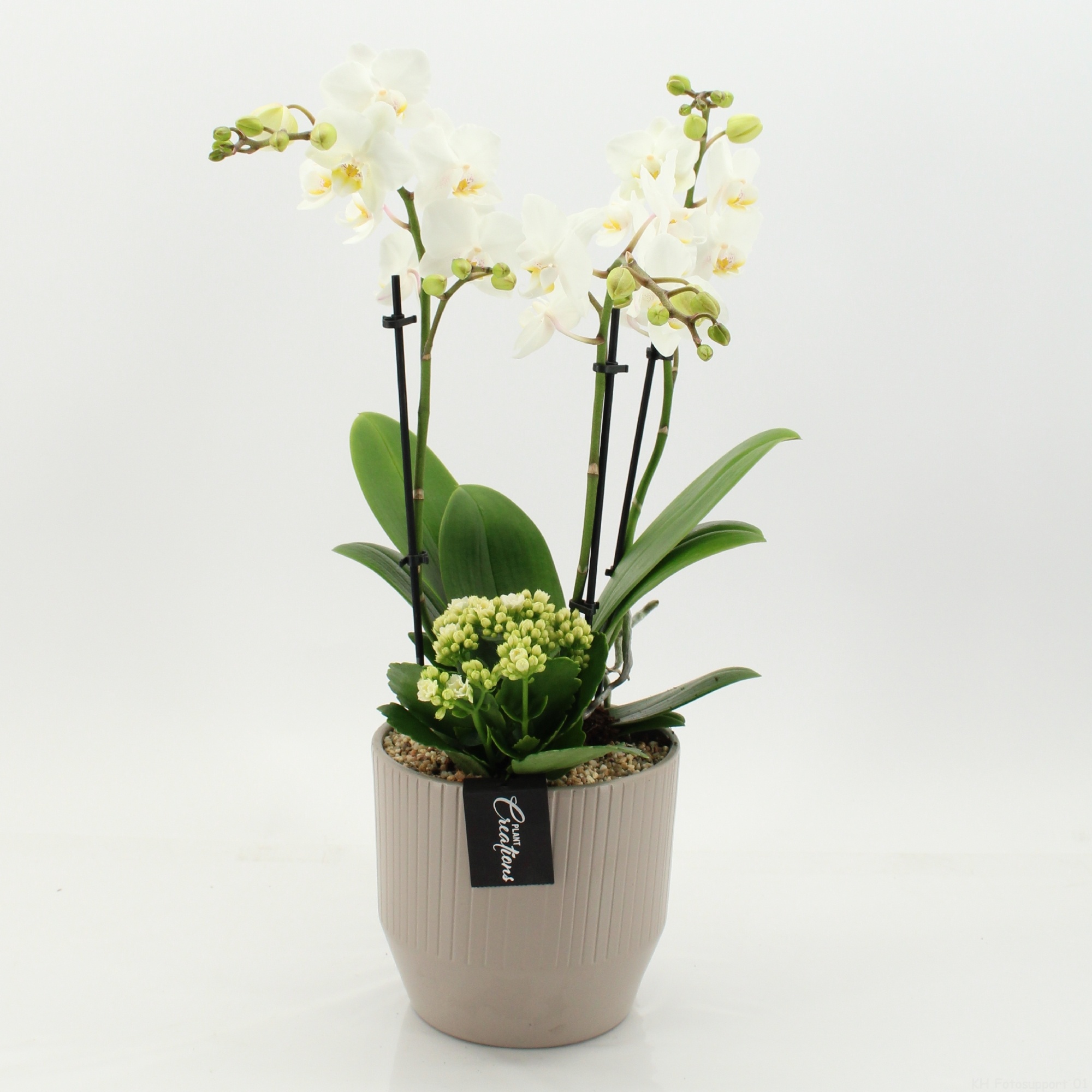 PHAL-2662W Phalaenopsis creatie, D 16