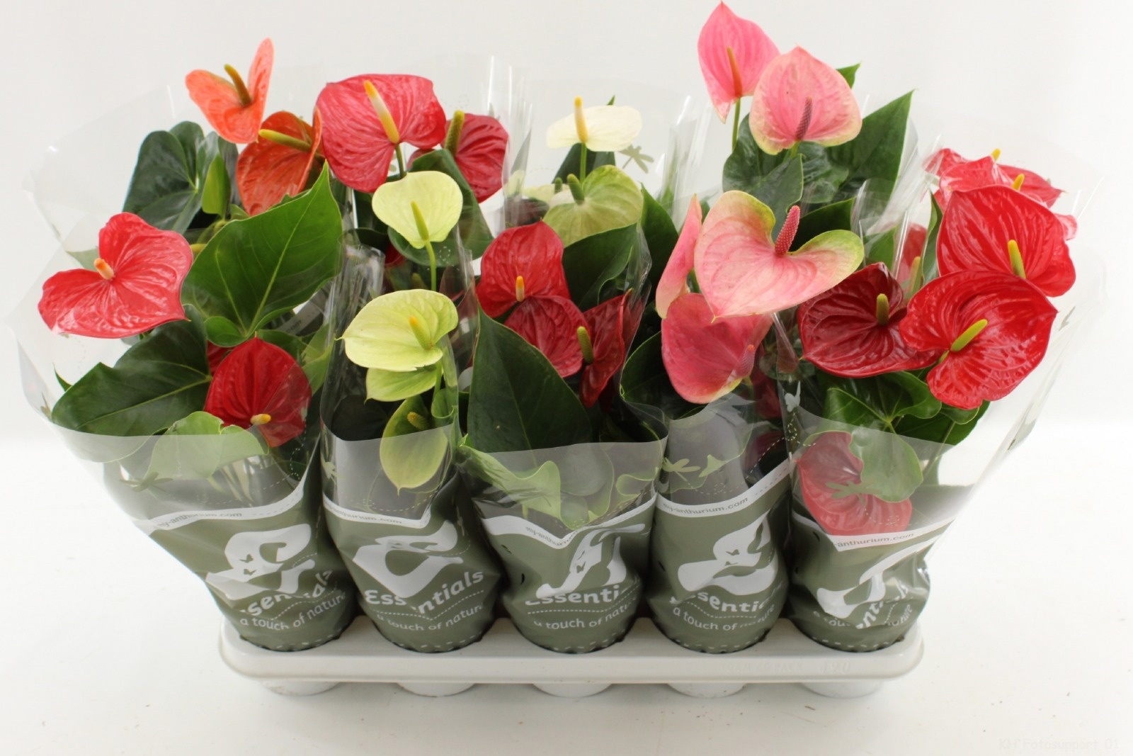 Anthurium 4 color mix in Essentials sleeve, D 12