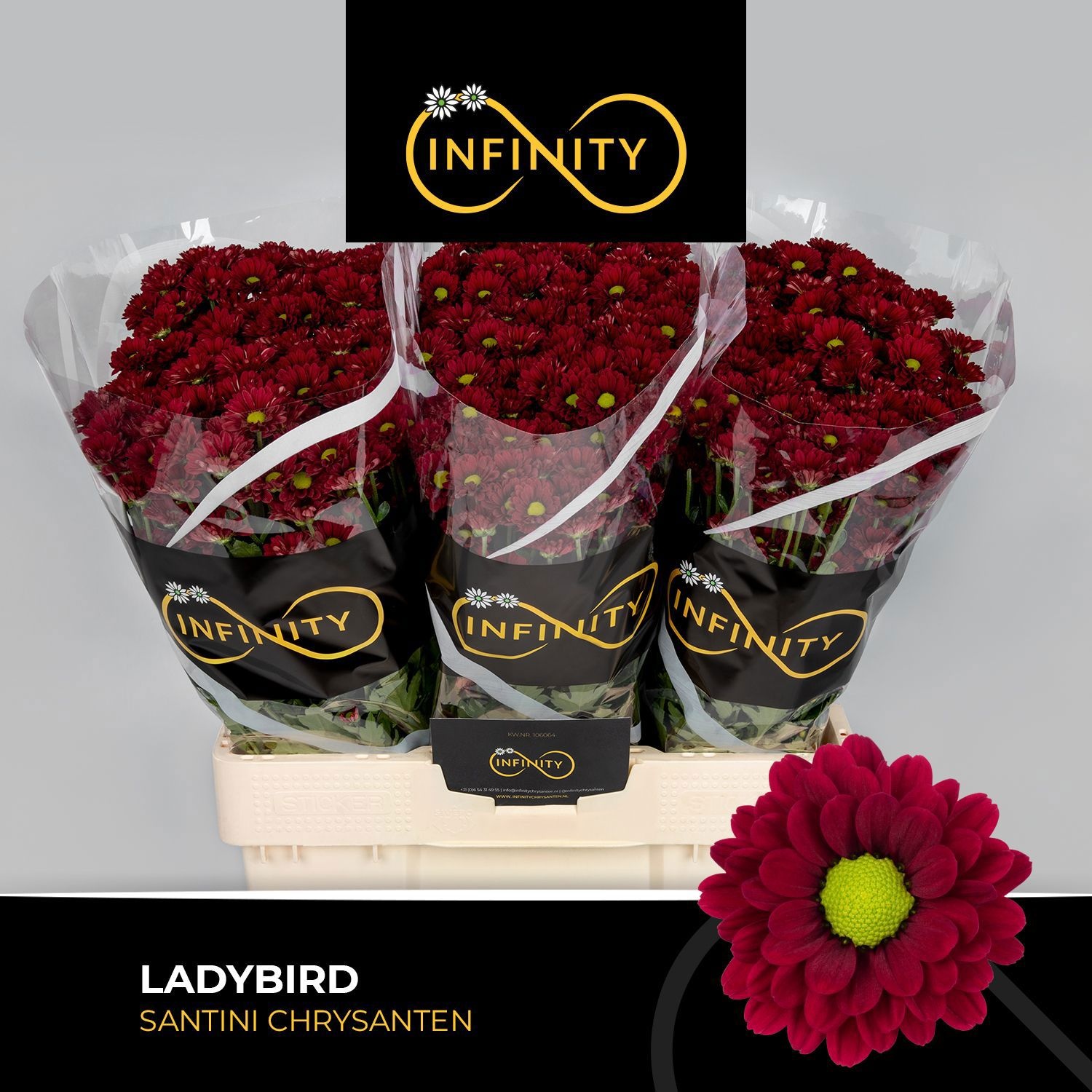 Сантини Ледиберд (бордо), шт.