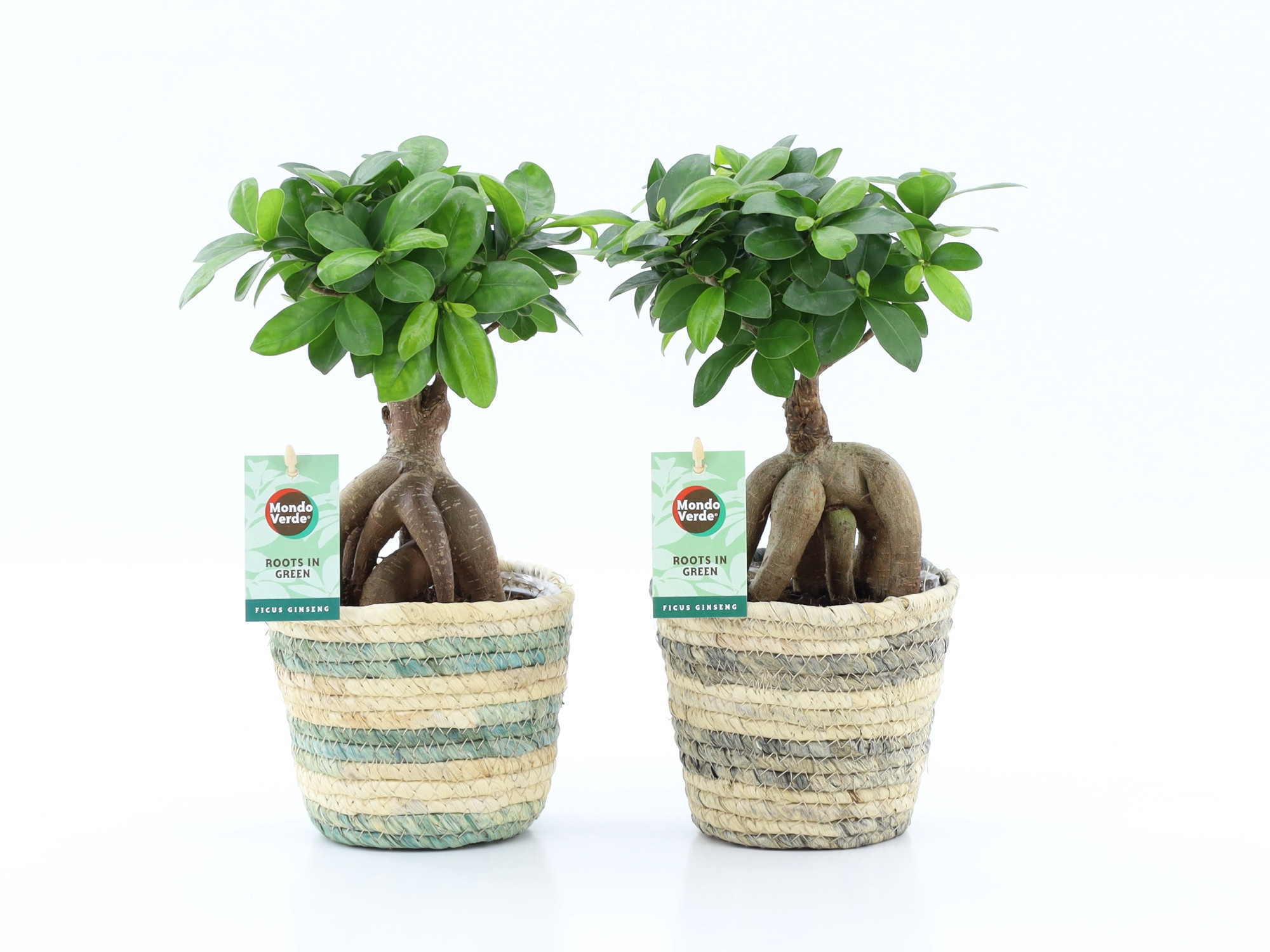 Ficus micr. Ginseng in Noah Lines, D 14
