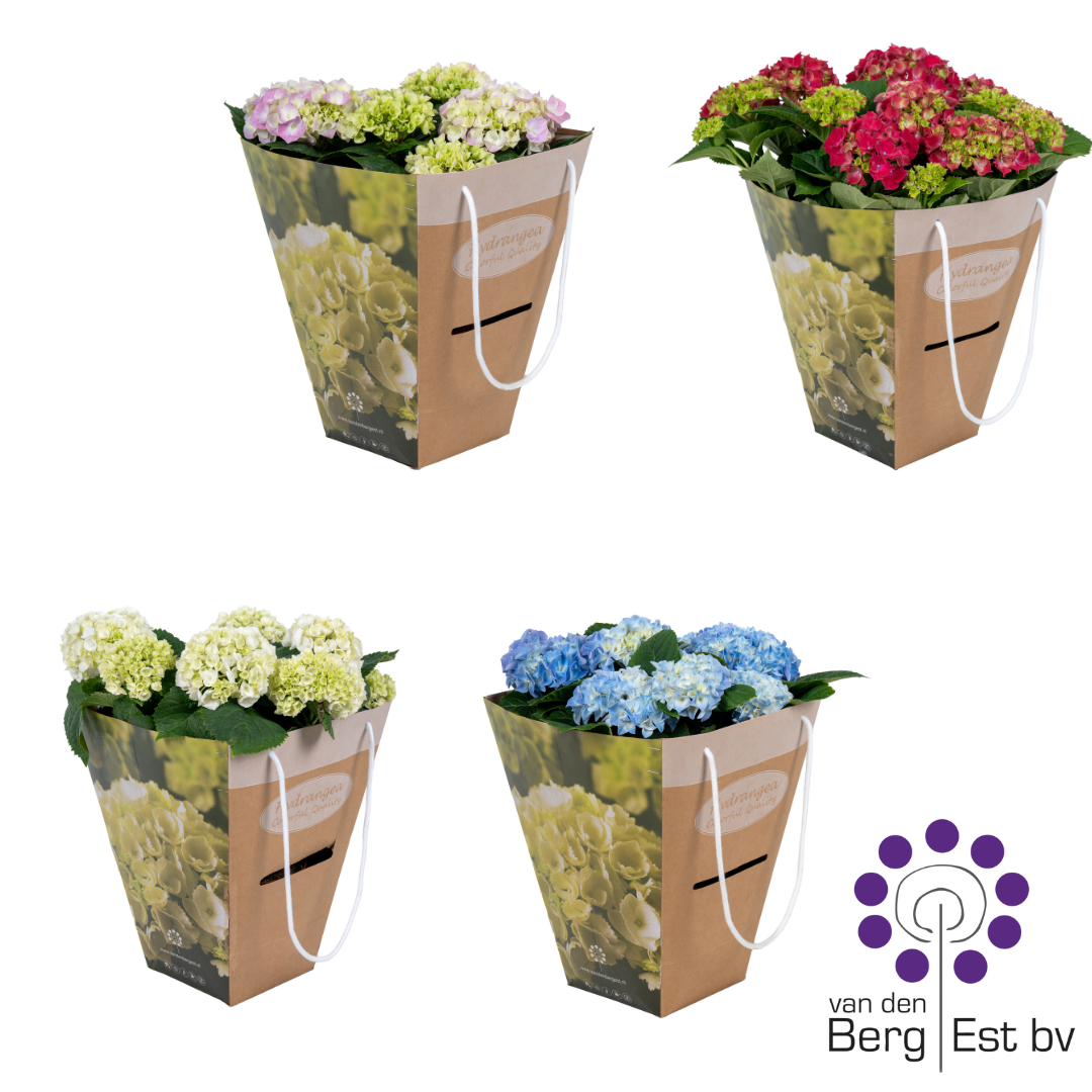 Hydrangea mix 6/10 in luxe kado tas, D 14