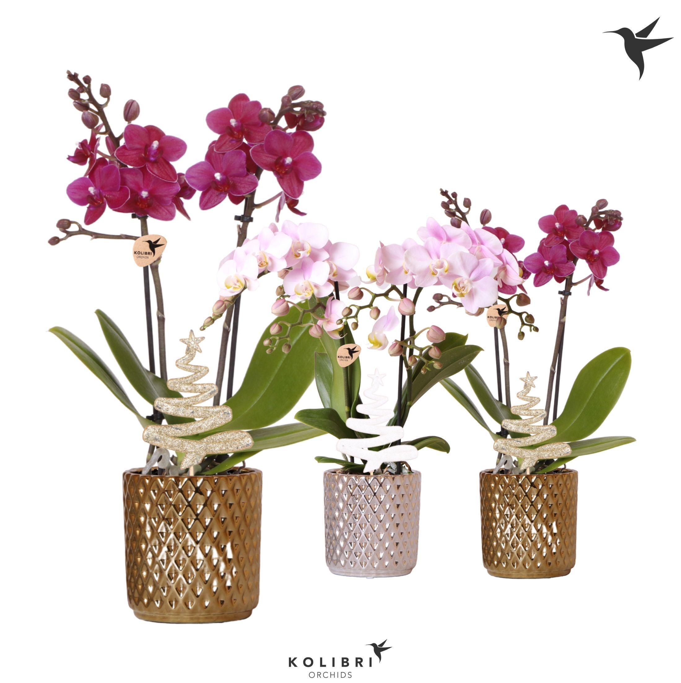 Kolibri Orchids Phalaenopsis mix 2 spike in Diamond pot mix Xmas, D 9