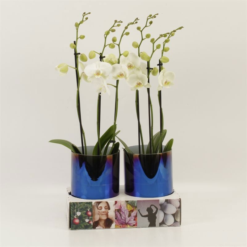 Phalaenopsis Anthura Inverness 3 tak wit Inverness in glasvaas Holografique, D 12