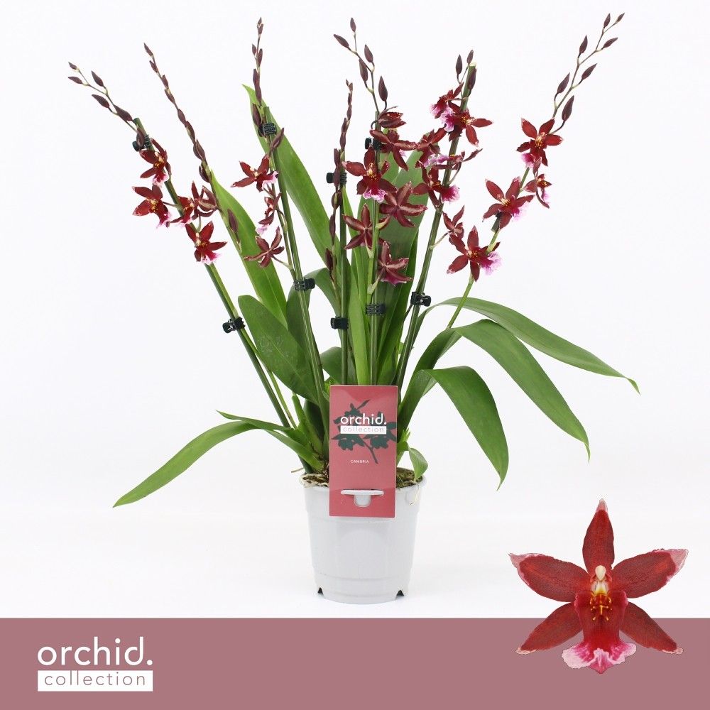 Barrocco Red, 7+ spike Compact 'Orchid Collection', D 12