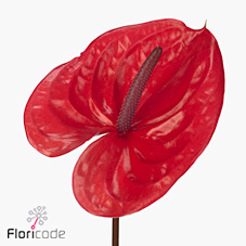 Антуриум Энджой x12, шт.