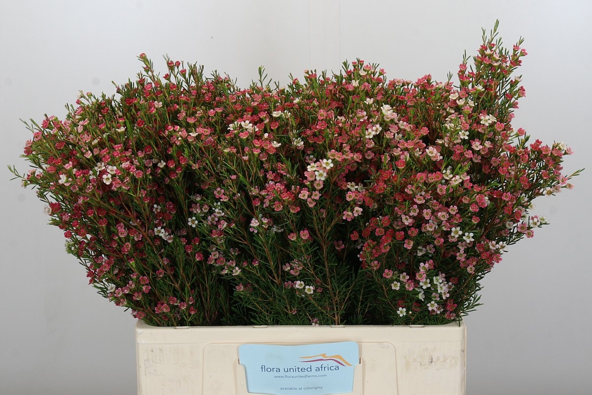 Шамелациум Май Свит Сикстин 55, шт.