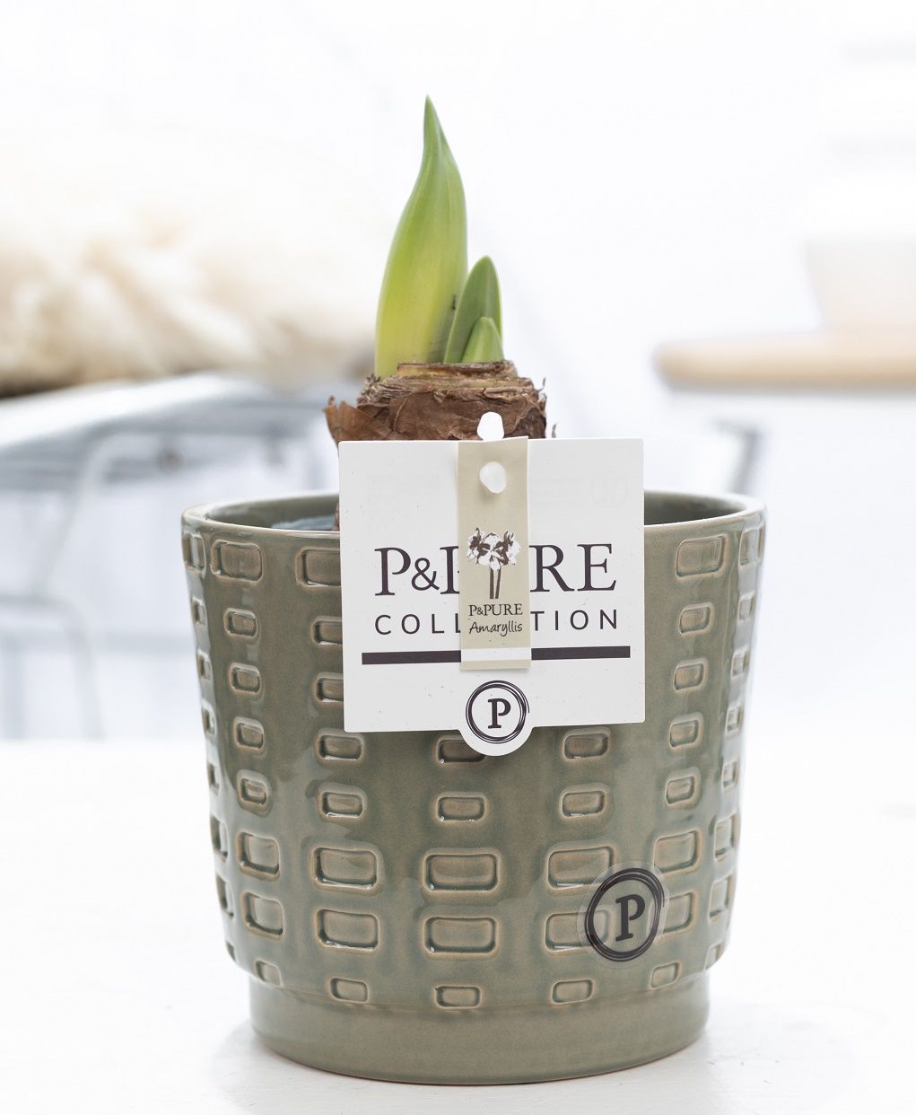Hippeastrum white in P&PURE Floor ceramics green, D 12