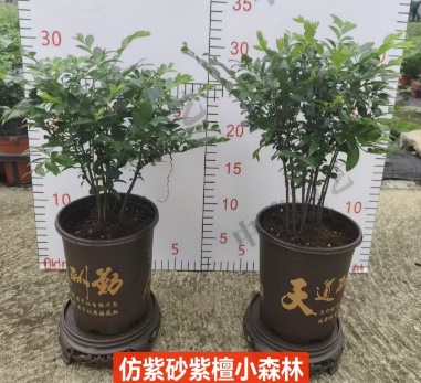 Имиташен Перпл Санд Птерокарпус 12 30