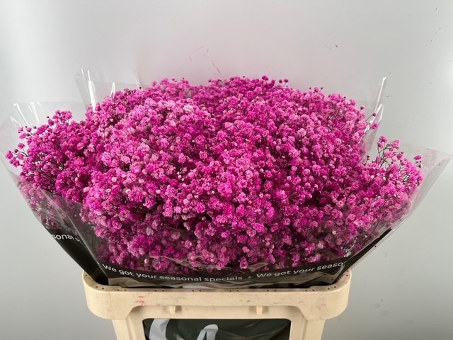 Гипсофила Овериг Крашеная (краш. ) 80, шт.