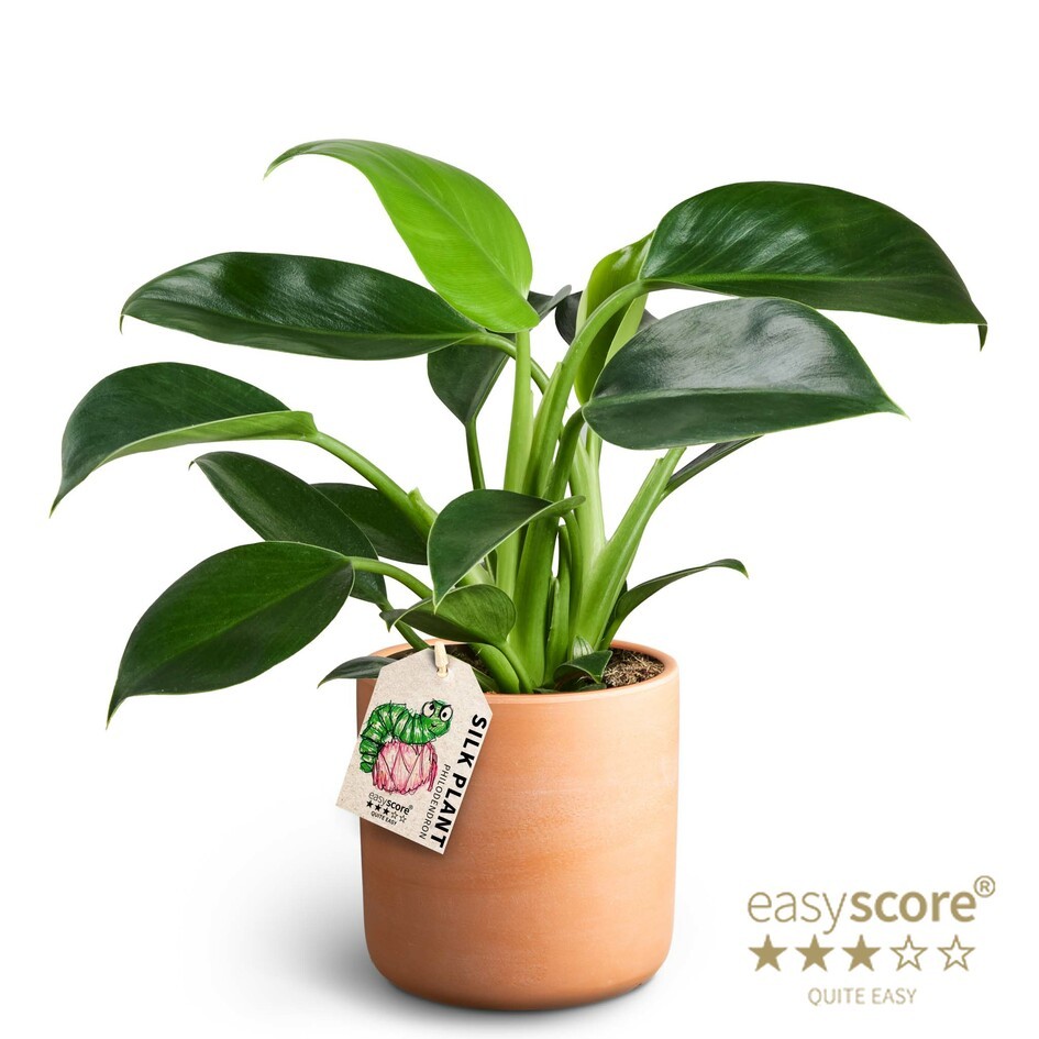 Raw Terracotta, Philodendron ´Green Princess´, D 12