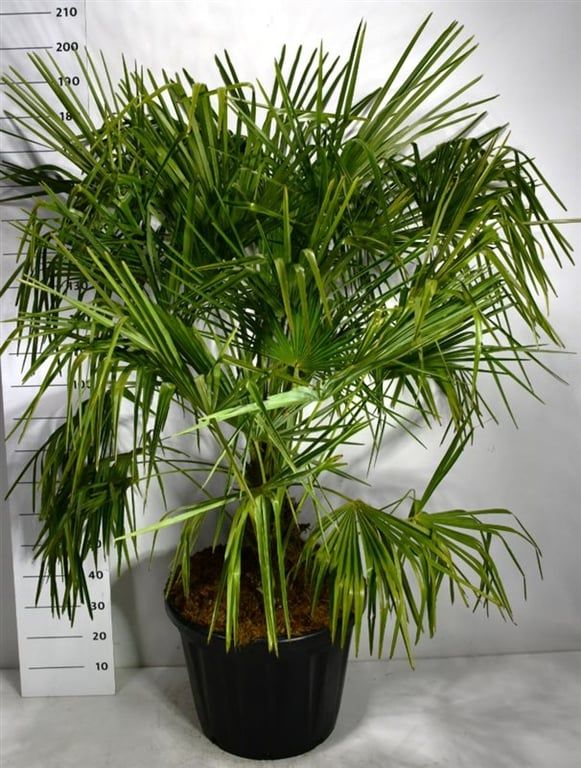 Trachycarpus fortunei, D 58